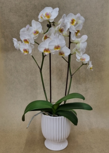 orkidea.jpg&width=400&height=500
