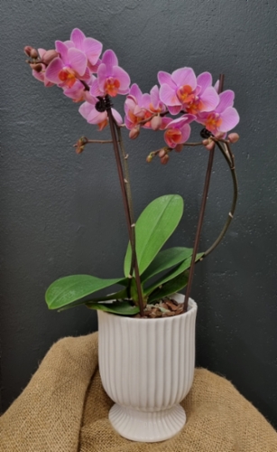 orkideavpun.jpg&width=400&height=500